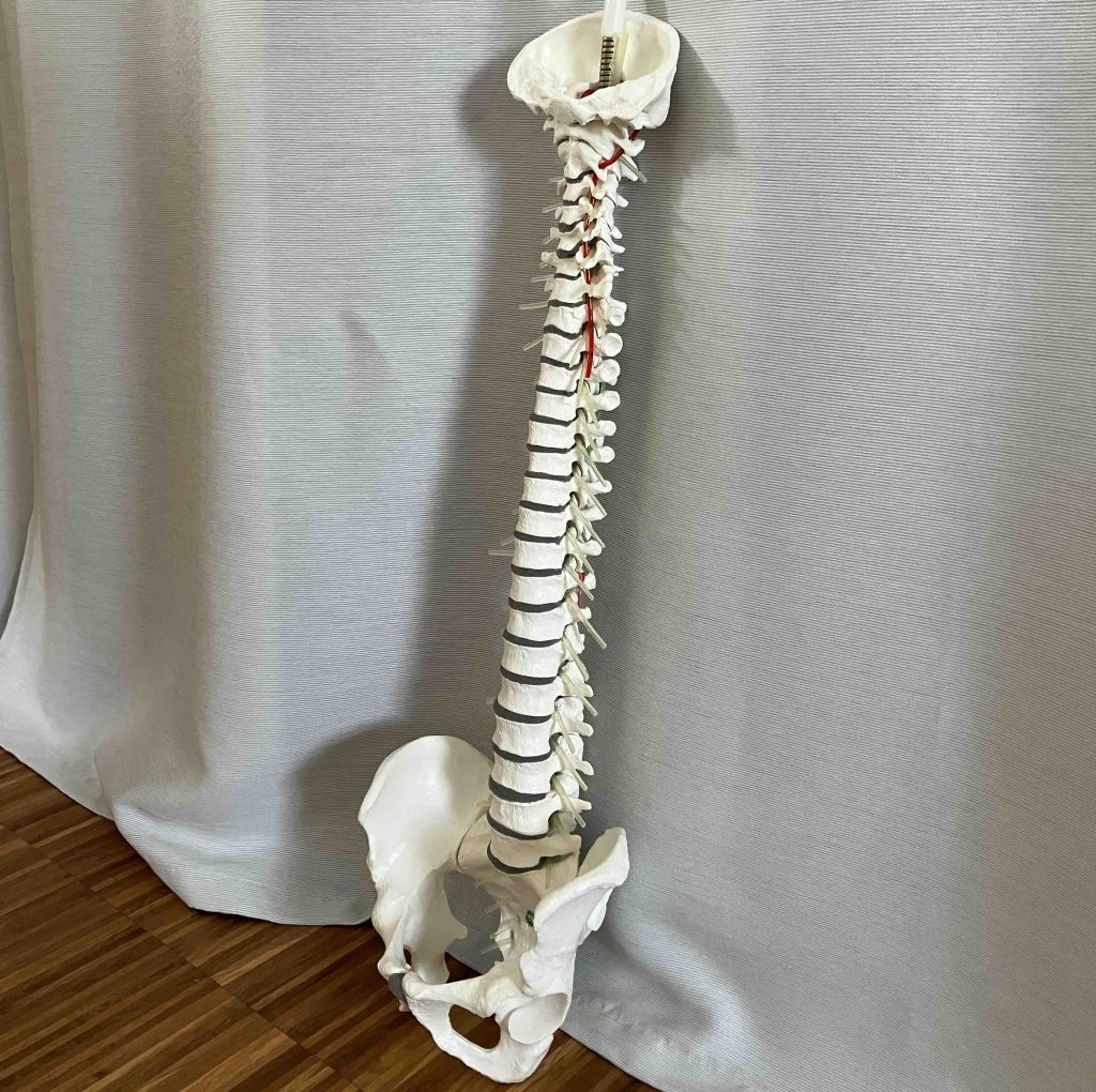 Yoga und Spiraldynamik® Kiel