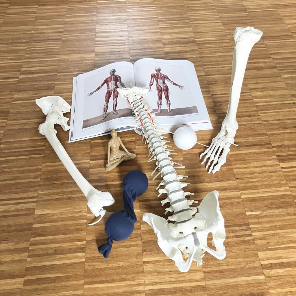 Yoga und Spiraldynamik® Kiel